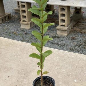 Guava Tree