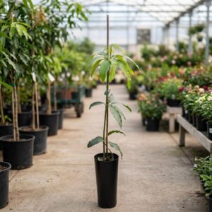 Mango Tree