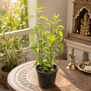 Tulsi Plant